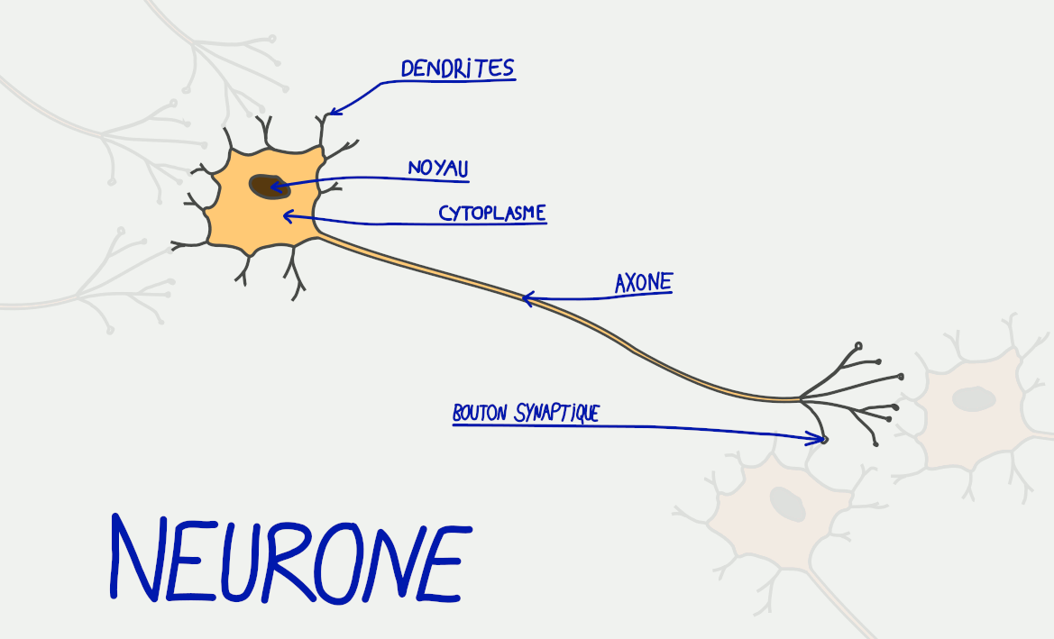 schéma neurone